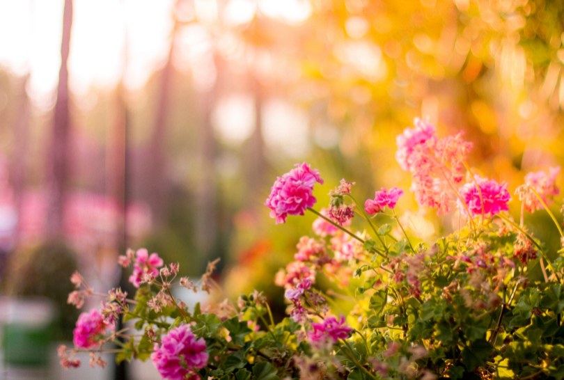 bunte blühende Blumen im Traumgarten Paderborn – professionelle Bepflanzung und Gartengestaltung